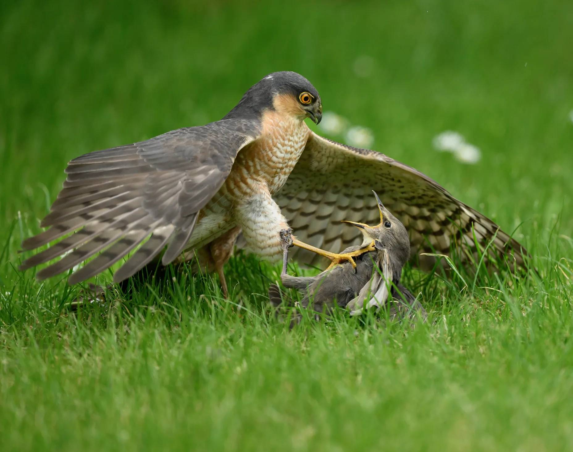 British Wildlife Photography Awards 2026 proponen algo distinto.