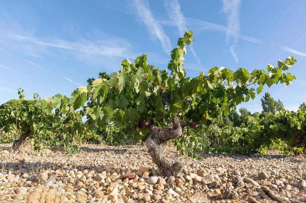 La Pirámide Invisible del Vino Español: Un Viaje a la Cima del Gourmet Líquido